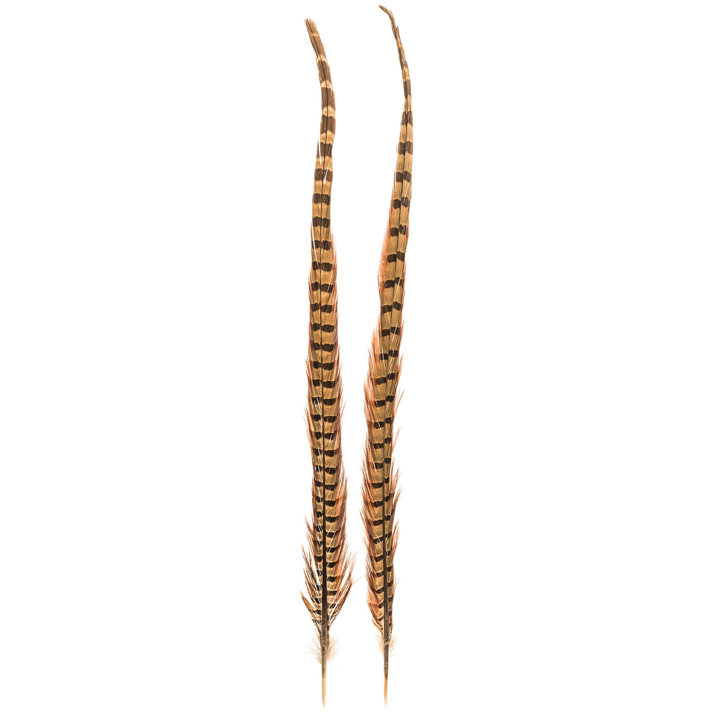 Pheasant Hat Feather Brown 2 Pack